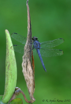 Libellula incesta, male